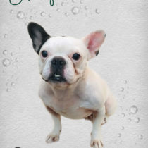 フレンチブルドッグ