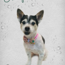 ジャックラッセルテリア