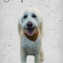 Mシュナウザー×ウェスティmix