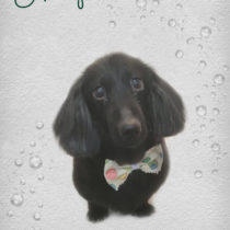 Mダックスフント