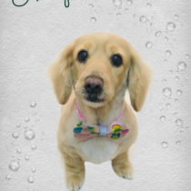 Mダックスフント