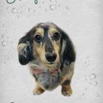 Mダックスフント