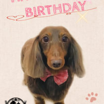 Mダックスフント