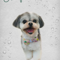 マルチーズ×シーズーmix