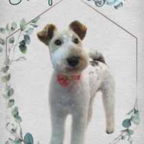 ワイヤーフォックステリア