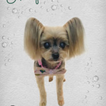 ヨークシャテリア