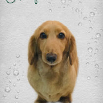 Mダックスフント