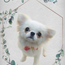 ペキニーズ＆チワワmix