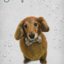 Mダックスフント