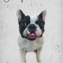 フレンチブルドッグ