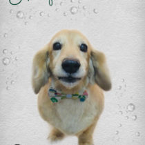 Mダックスフント