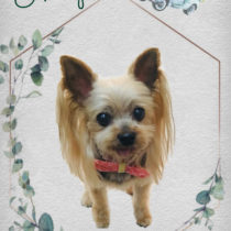 ヨークシャテリア