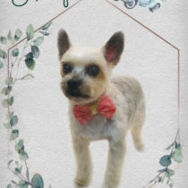 ヨークシャテリア