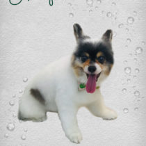 チワワ×パピヨンmix