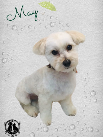 トイプードル×マルチーズMIX