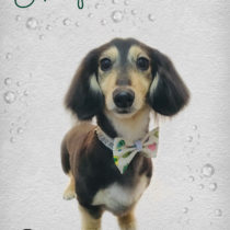 Mダックスフント