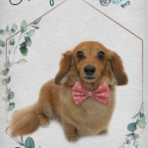 Mダックスフント