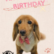 Mダックスフント