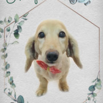 Mダックスフント