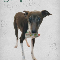 イタリアングレーハウンド