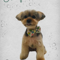 ヨークシャテリア