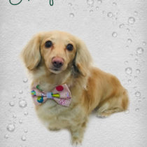 Mダックスフント