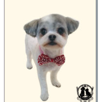 マルチーズ×チワワmix