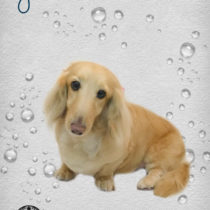 Mダックスフント