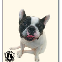 フレンチブルドッグ