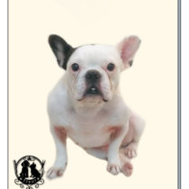フレンチブルドッグ