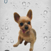 ヨークシャテリア