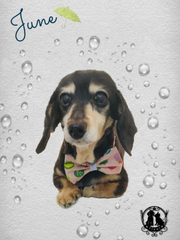 Mダックスフント