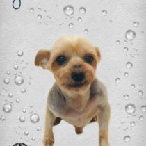 ヨークシャテリア