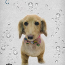 Mダックスフント