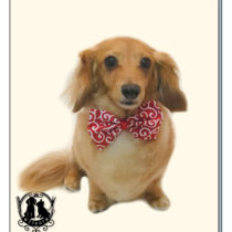 Mダックスフント