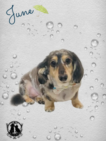 Mダックスフント