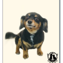 チワワ×MダックスフントMIX