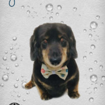 Mダックスフント