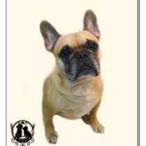 フレンチブルドッグ