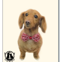 Mダックスフント