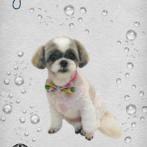 シーズー×チワワmix