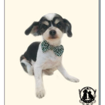 マルチーズ×チワワmix