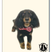 Mダックスフント