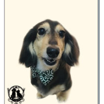 Mダックスフント