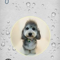 マルチーズ×Mダックスフントmix