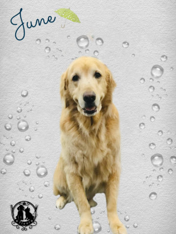 ゴールデンレトリバー