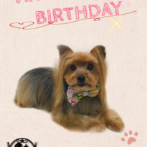 ヨークシャテリア