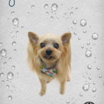 ヨークシャテリア