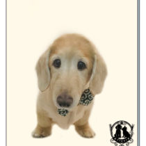 Mダックスフント