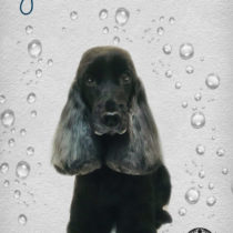 イングリッシュコッカースパニエル